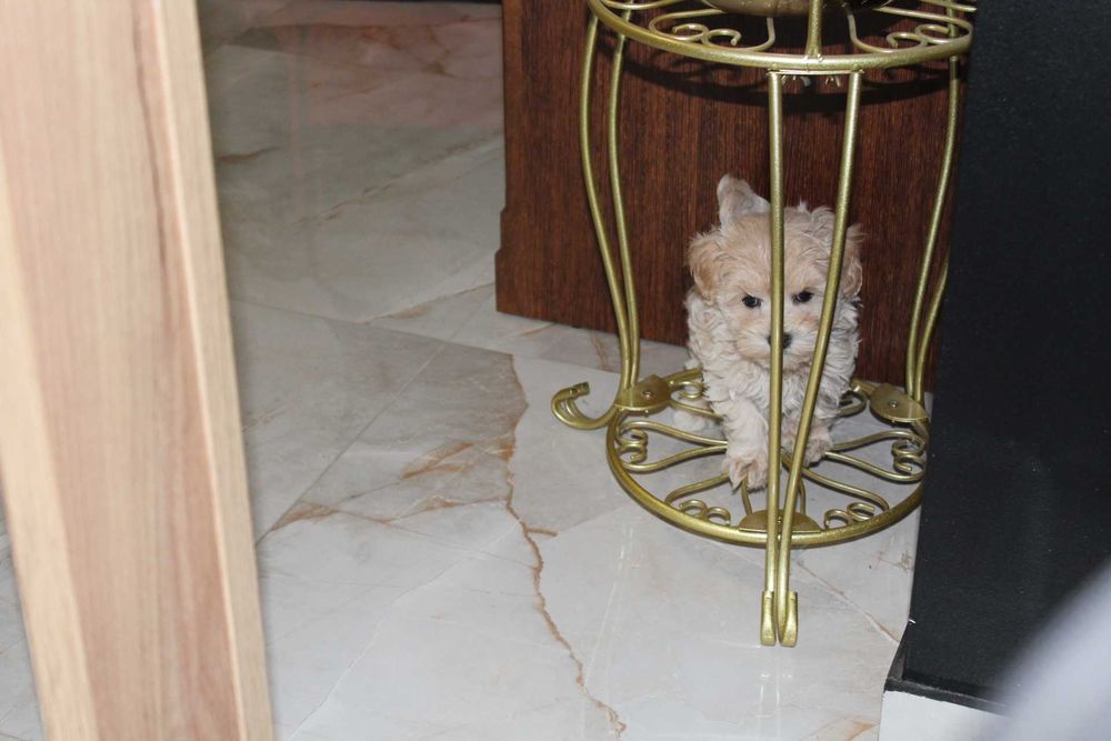 Maltipoo Kawowa Latee Suczka Rodowodowa Kręcony Loczek
