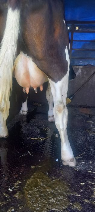 Продам добру молоду корову