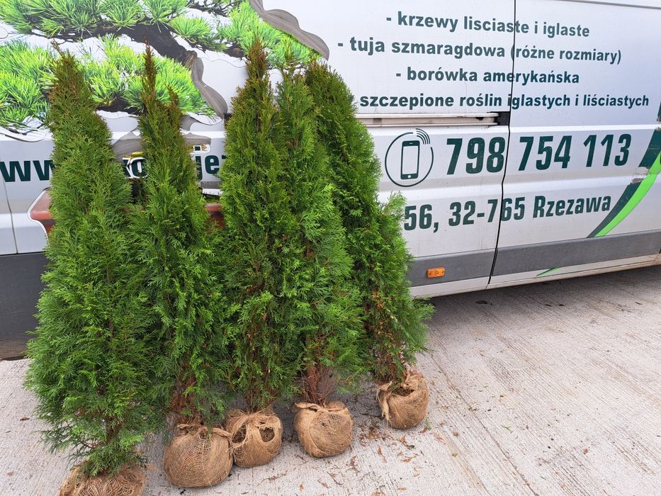 Promocja wiosenna !!!Tuja szmaragd 140-160cm