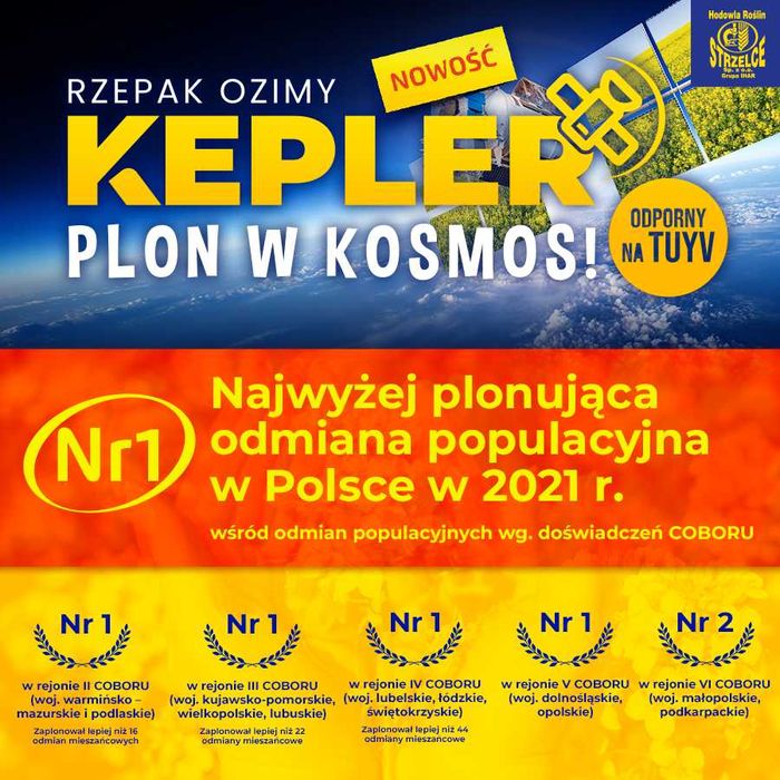 Rzepak Kepler z zaprawą insektycydową