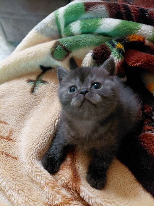 Британские котята