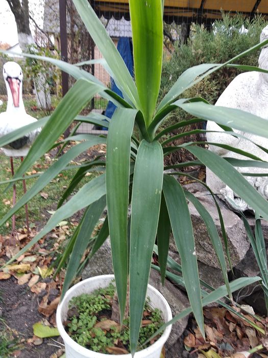 Юкка вечно зелёная продается