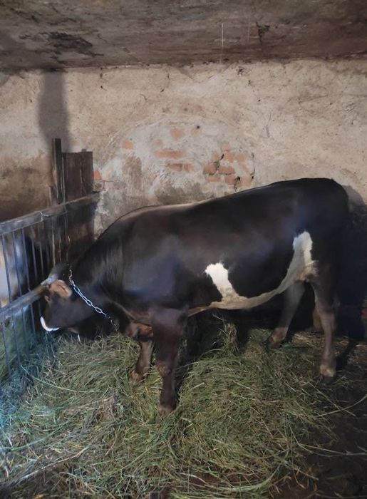Продам племінного бика швідської породи на тримання, парування корів
