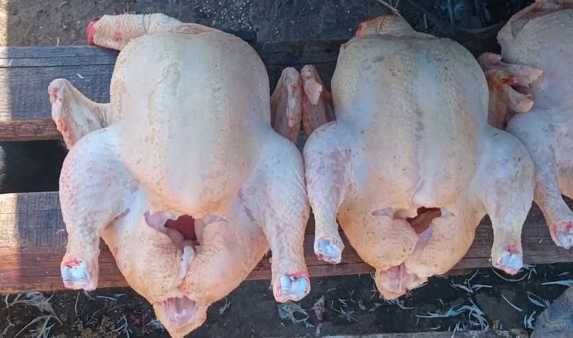 Кури бройлери домашні