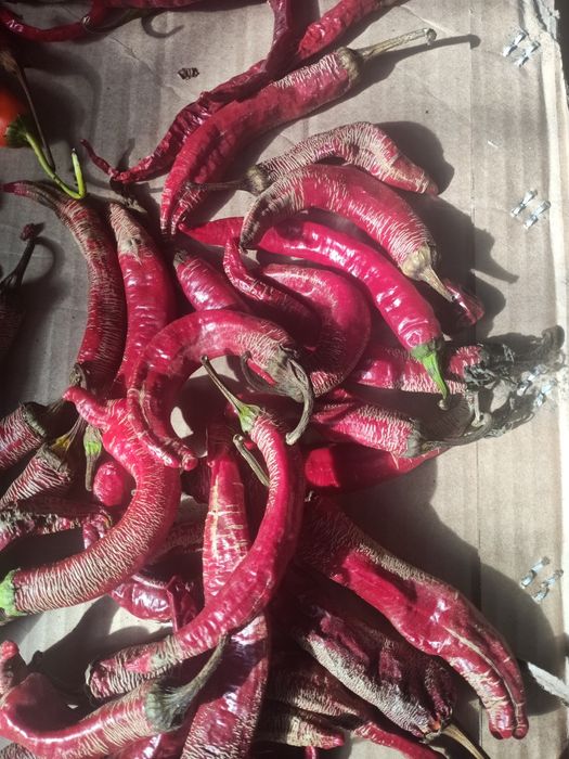 Piri- piri Biológico