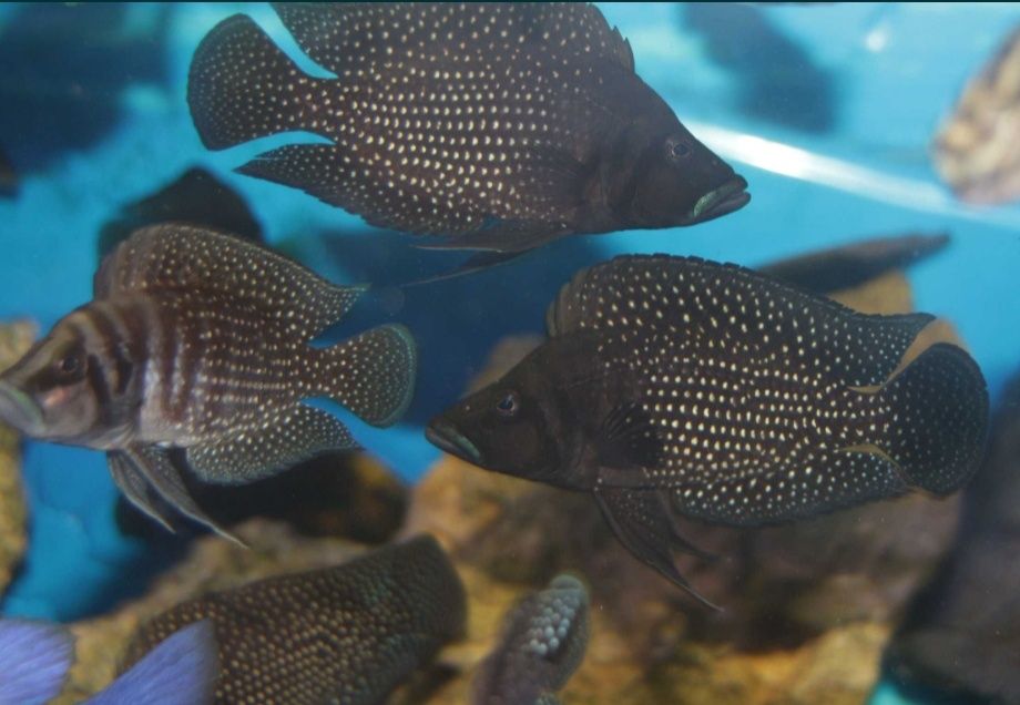 Altolamprologus calvus Black pectoral