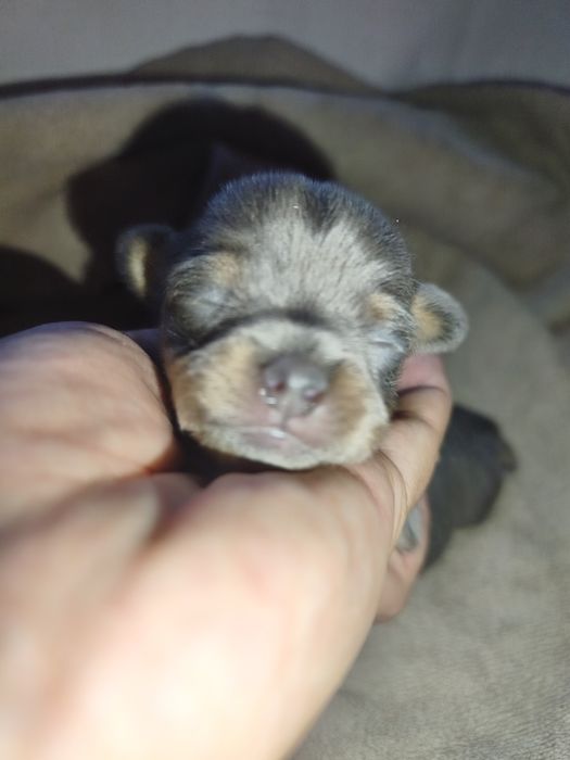 Chihuahua Blue and Tan Macho