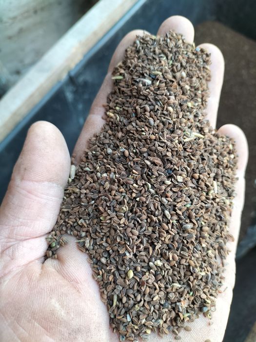 Facelia błękitna  dowóz