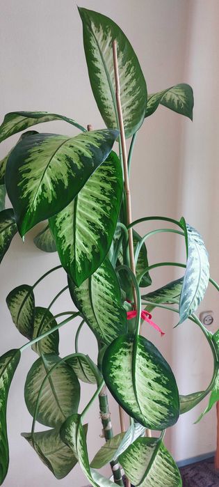 diffebachia kwiat