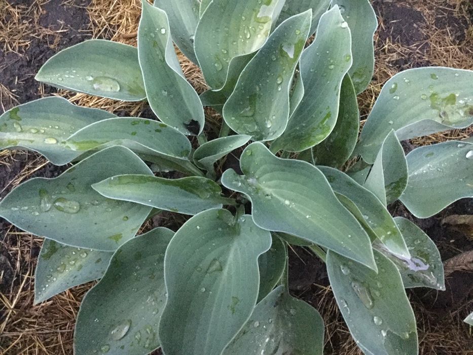 Продам хосту голубую низкорослую