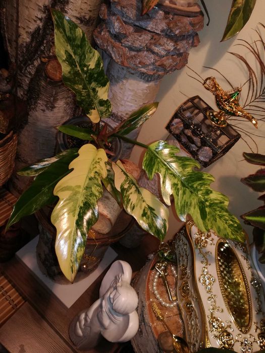 Philodendron Caramel Marble Variegata Gold carmel kolekcja Filodendron