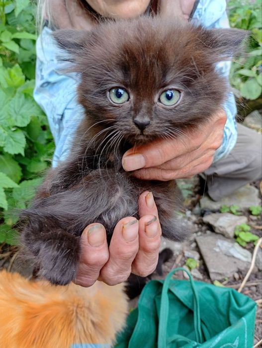 Грайливі кошнята шукають люблячу родину