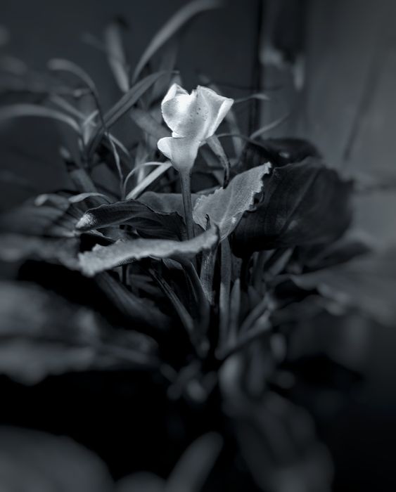 Продам Буцефаландру!