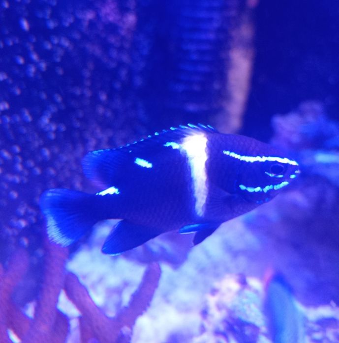 Sprzedam Rybkę morską Neon Garbik  Neoglyphidodon oxyodon