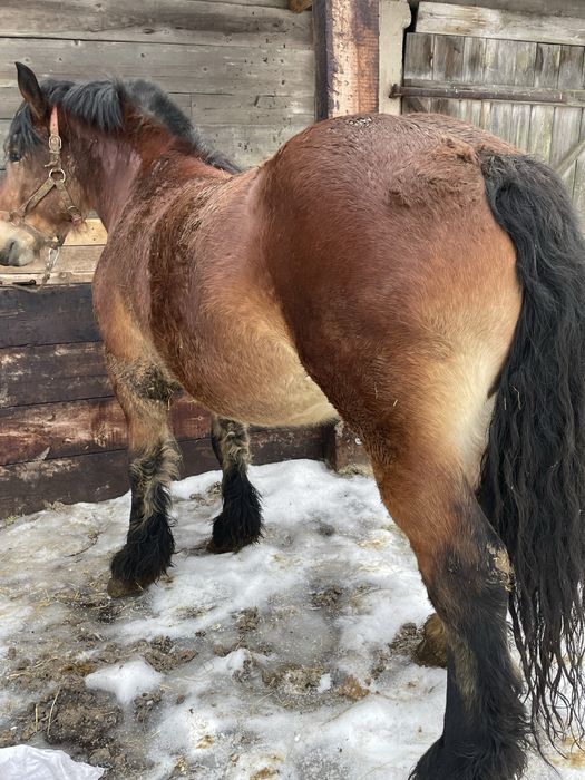 Kobyła Źrebna Spokojna