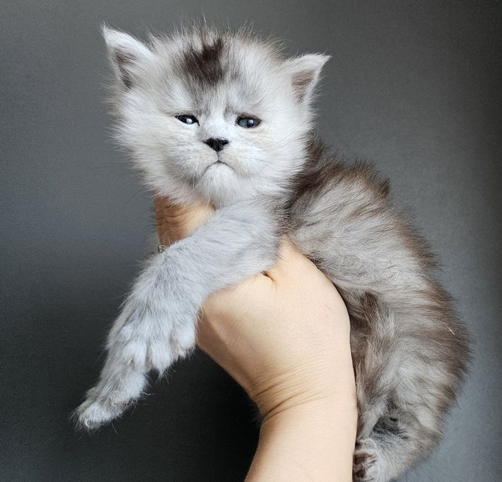 Koteczka Maine Coon shaded rodowód FPL FIFA opcji hodowlanej