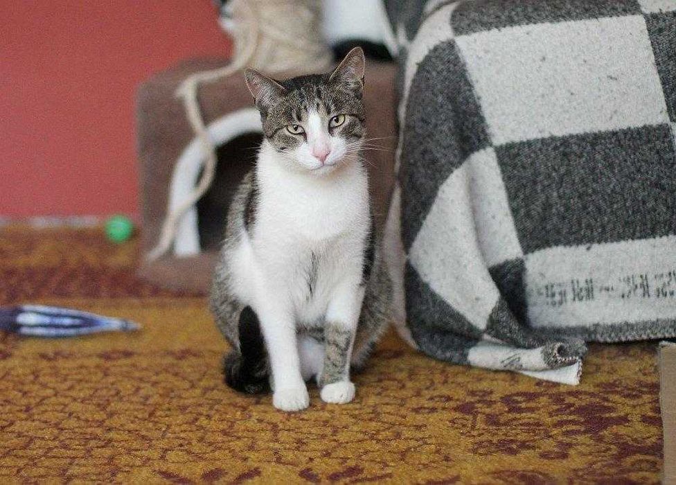 Staś ok 3 letni kocurek szuka domu niewychodzącego