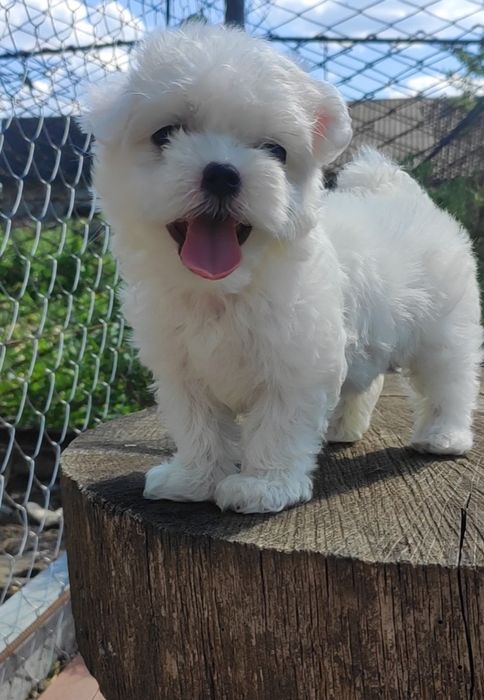 Шикарні цуценята Мальтезе