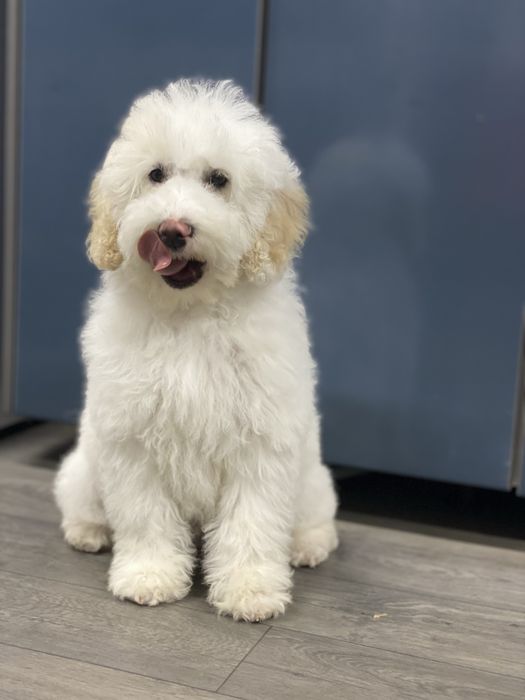 Imperdível!!!Lindo bebê de caniche (poodle) médio procura novo dono!!!