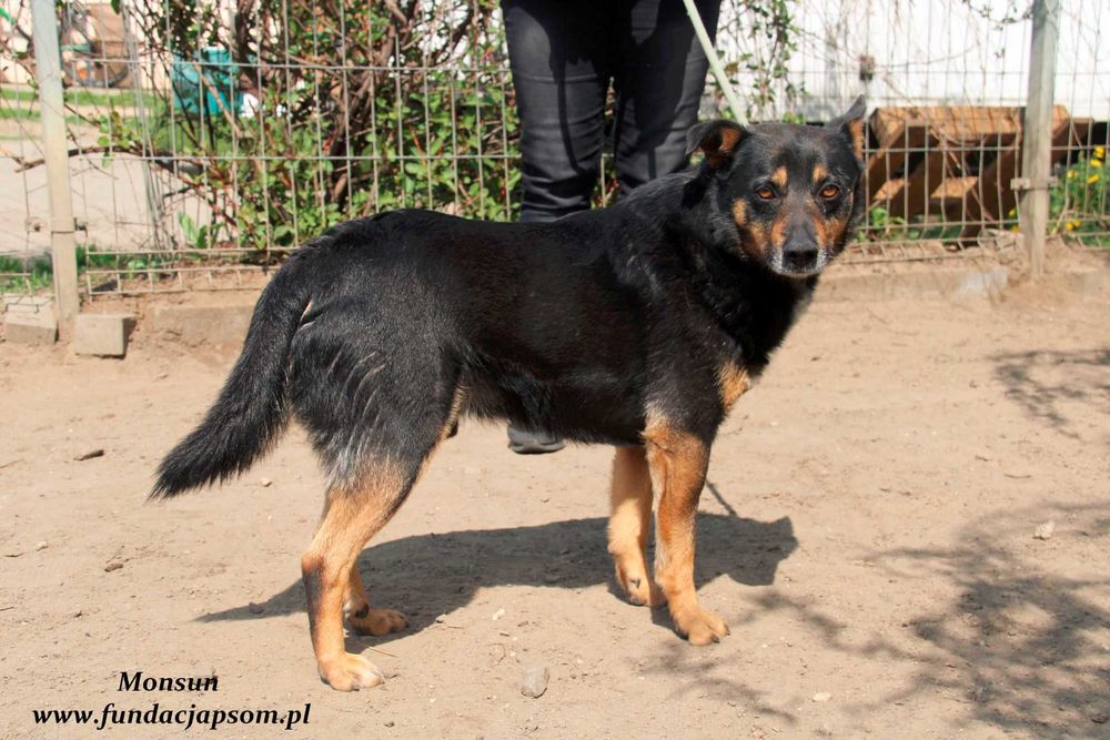 Monsun - przyjacielski psiak