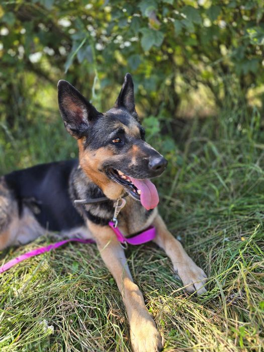 Wyjątkowa Dżina w typie owczarka