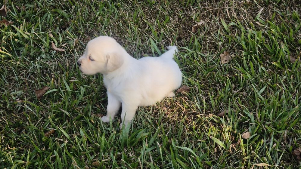 Golden Retriever   disponível.