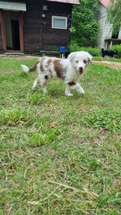 Border Collie suczka red merle