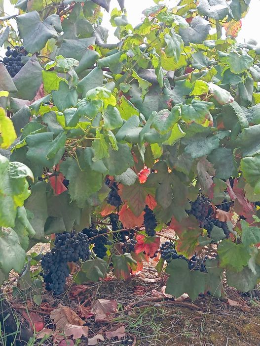 Vendem-se Uvas tintas