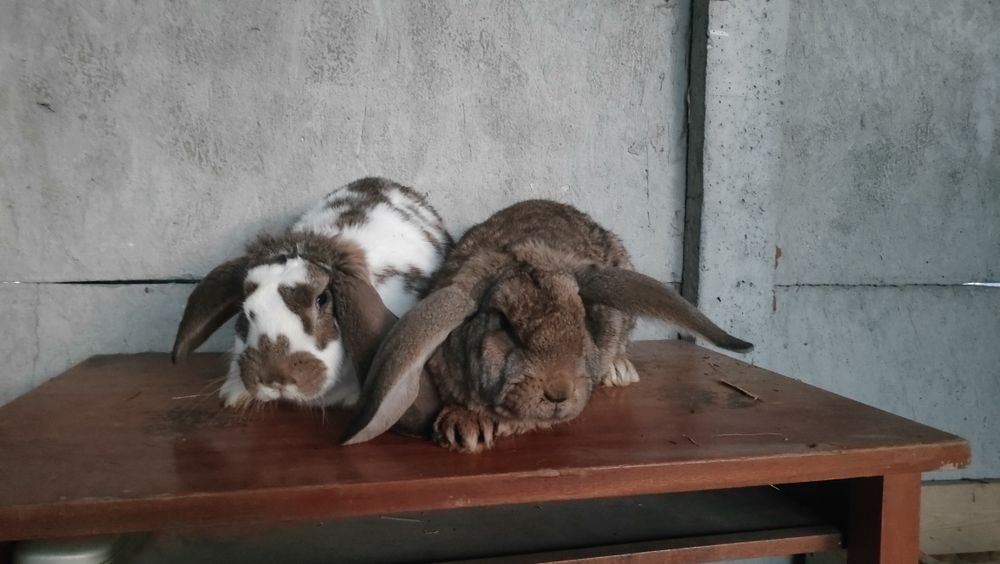 Samczyki mieszańce 5msc