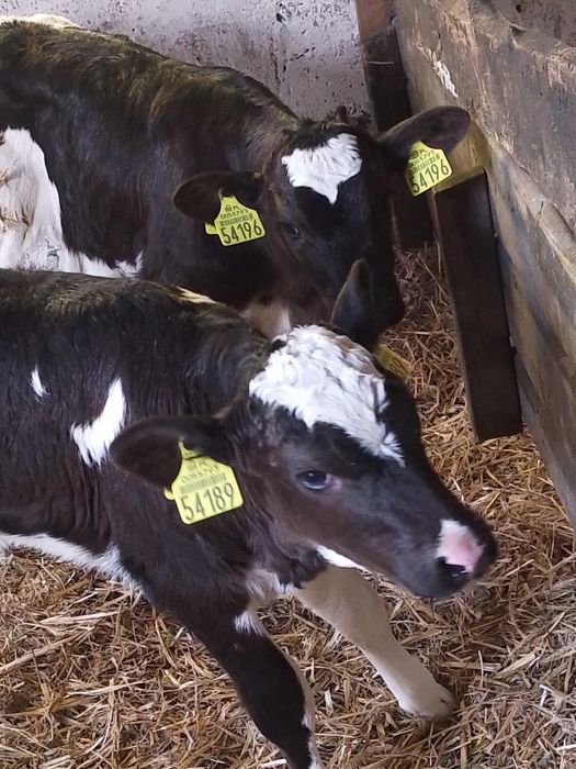Sprzedam dwie jałówki miesięczne