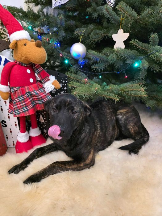 Szczenięta od przygarniętej suczki