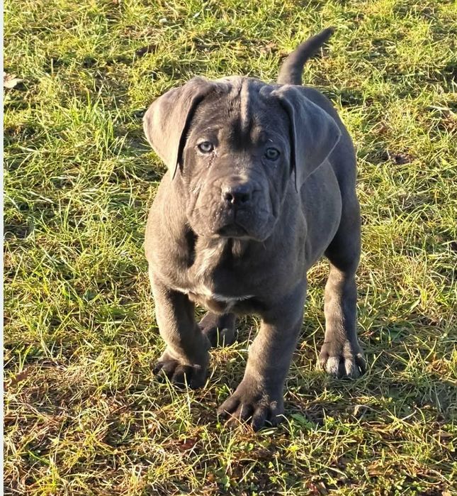 Cane Corso Italiano -BLUE-