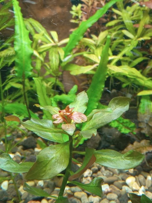 Продам аквариум JUWEL 120л с тумбой, крышкой, светом