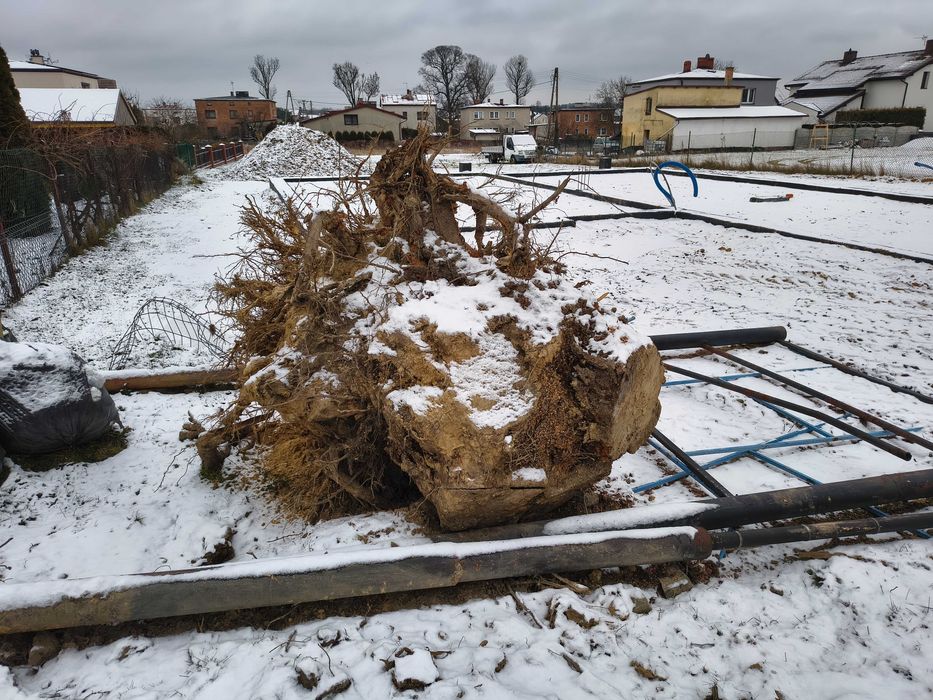 Oddam korzeń po wycince drzewa