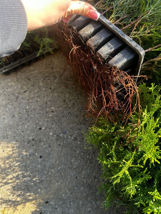 Продам саджанці туї
«Смарагд»  10 гр опт від 1000 шт