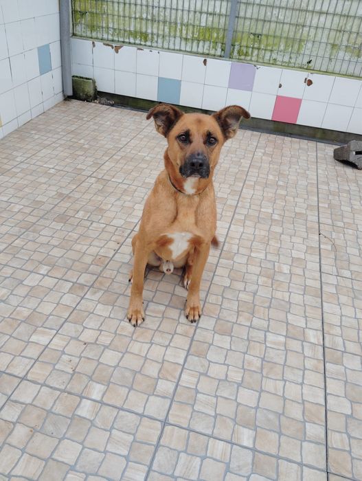 Yoshi para adoção responsável