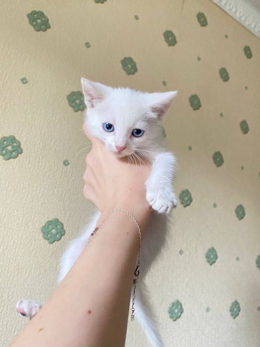 кошечка в хорошие руки бесплатно