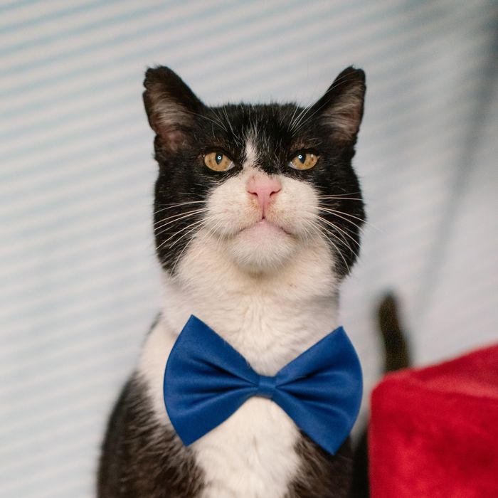 Gato muito mimeiro para adoção