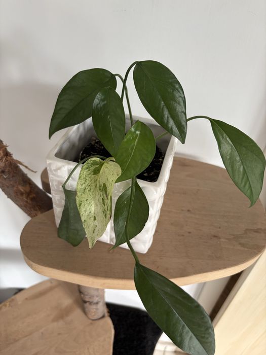 Kompozyja pnączy, epipremnum