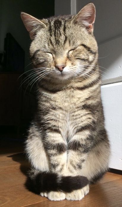 Petsitter Warszawa