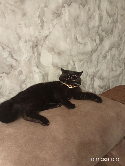 Кот ищет кошечку