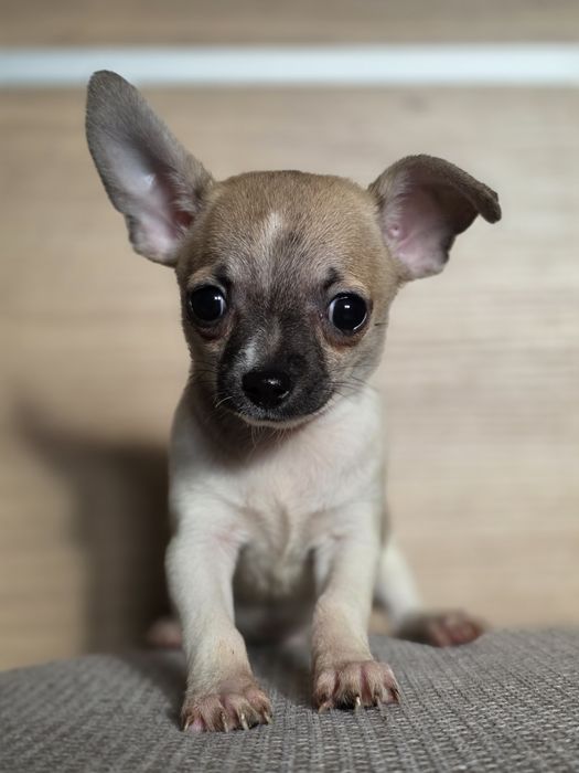 CHIHUAHUA piesek szczenię z metryką chip do odbioru