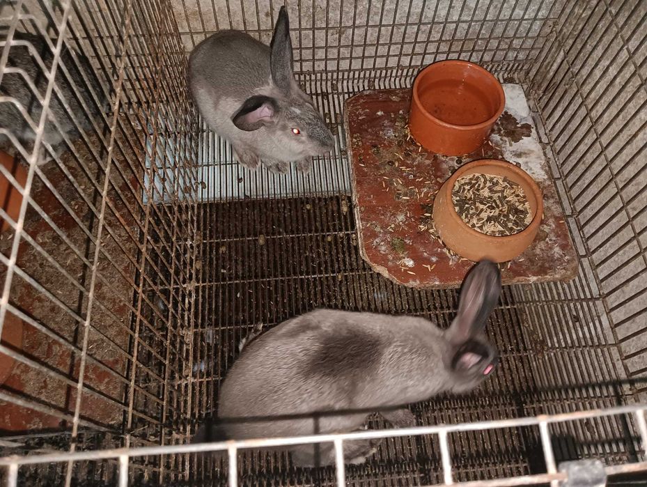 Coelhos caseiros com 6 meses