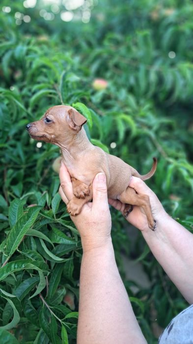 Pinscher macho preto afogueado