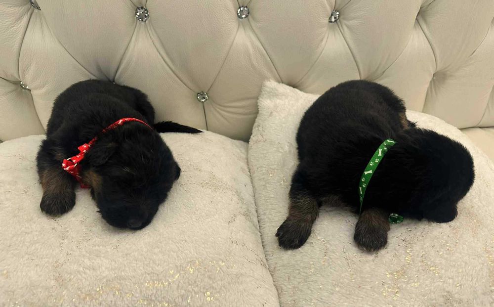 Owczarek Niemiecki, Długowłosy Piesek FCI, ZKwP. Do odbioru