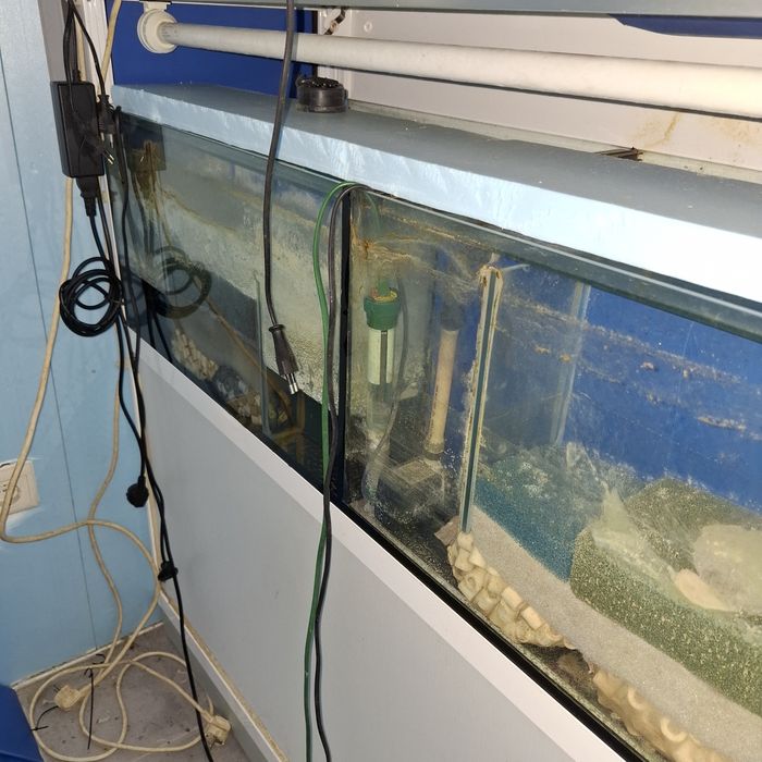 Bateria  de peixes