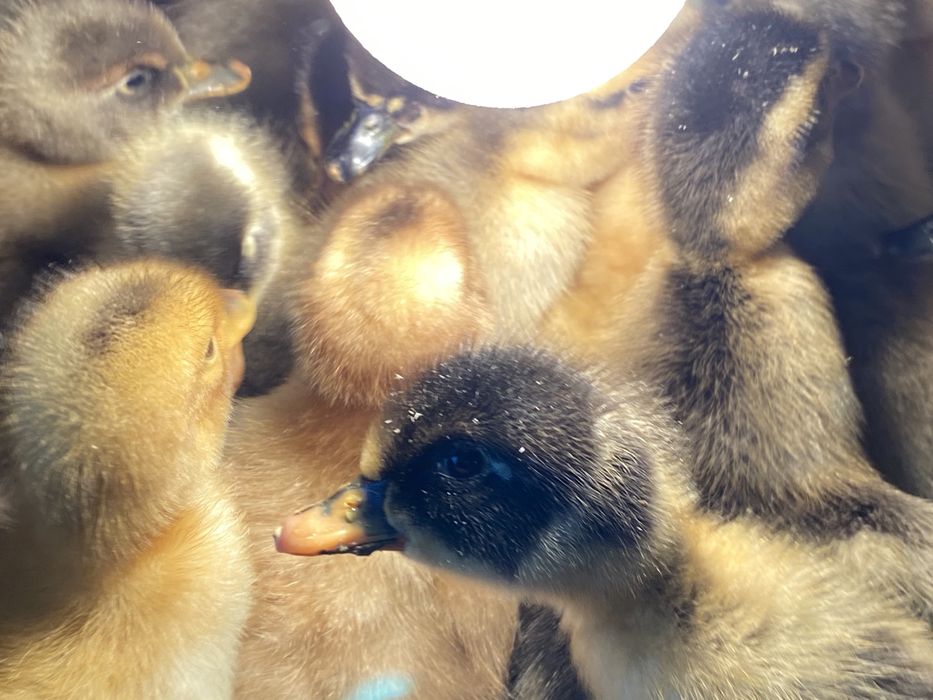 Качки башкирка, фаворит, біла.