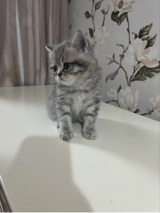 Котики шотландські