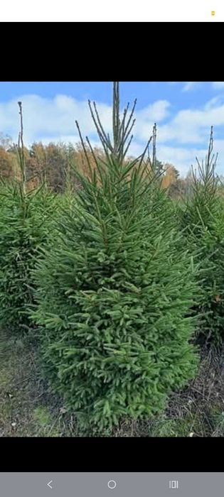 Jodła Kaukaska z Danii,Pomorza,świerk, Cięte oraz doniczkowe