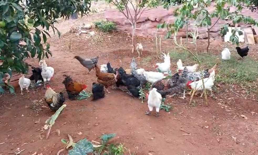 OVOS CASEIROS Criação 100% Biológica ricos em proteínas